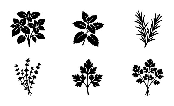 Culinary herbs black silhouette icons set, 6 organic botanical vector elements, fresh basil mint rosemary thyme parsley and cilantro leaves