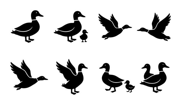 Black duck silhouette icons set, mallard waterfowl bird vector illustrations, flying and standing duckling and adult duck shapes for hunting and nature logos