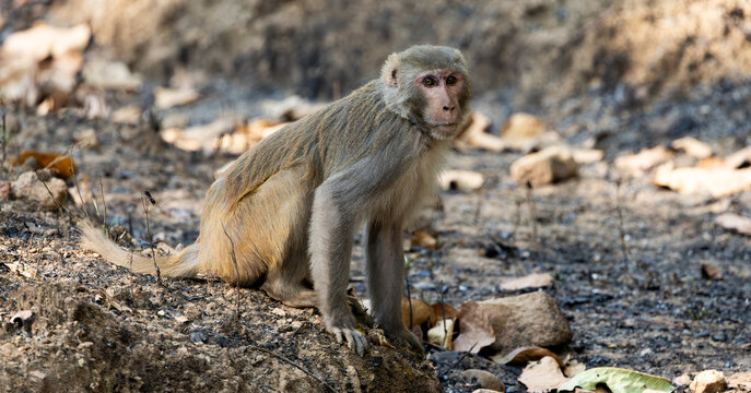 a rhesus macaque in the forest