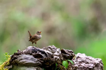 Zaunkönig im Wald auf einer Baumwurzel sitzend © natros