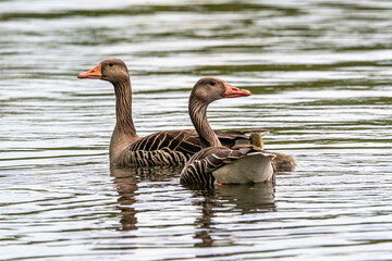 Gänsepaar Familie schwimmend im See mit Küken © natros