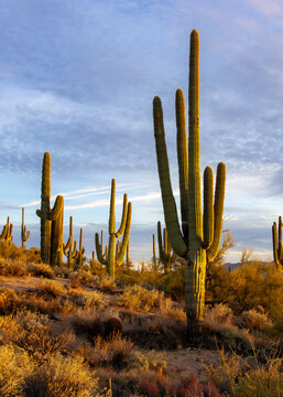 Vertical Ratio View  Of Saguaro Cactus In A Sonoran Desert Landscape Arizona