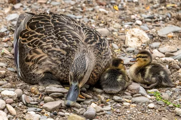 Mutter Ente mit Küken beim Mittagsschlaf © natros