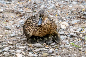 Mutter Ente mit Küken beim Mittagsschlaf © natros