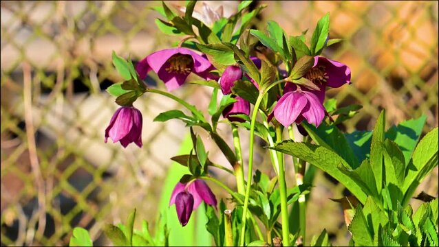 A beautiful spring video of hellebore flowers