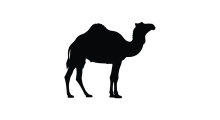 A striking black silhouette of a dromedary camel standing in profile silhouette © Kuntol02
