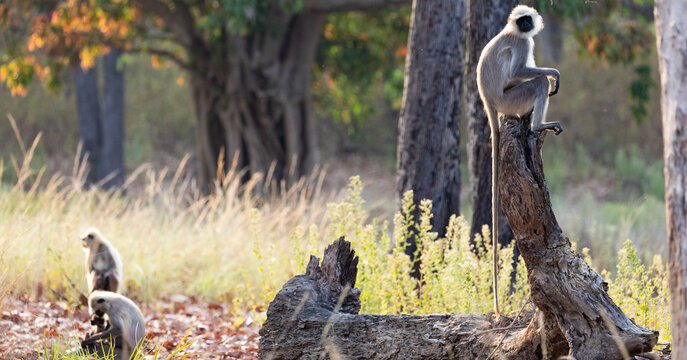 a family of black faced langurs 