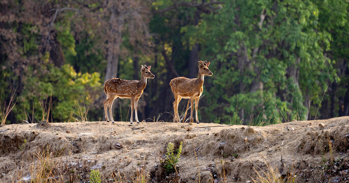 two chital deer in golden light