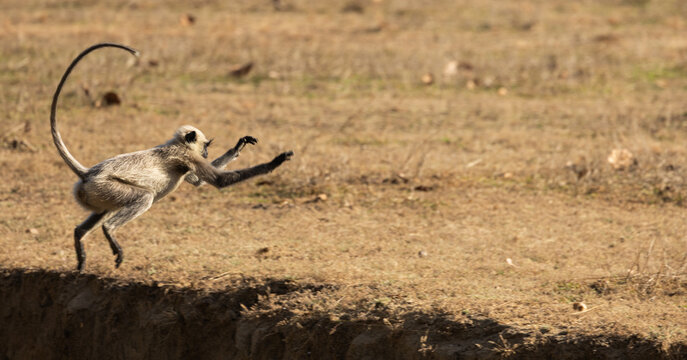 a langur jumping in the air