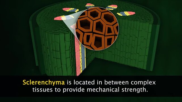 Structure and function of sclerenchyma cells and tissue