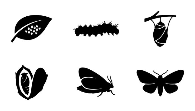 Butterfly life cycle silhouette icons, moth metamorphosis stages vector set, 6 insect growth biological process symbols, caterpillar and cocoon graphics