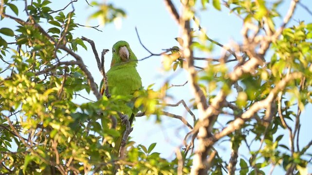A beautiful Maritaca, (Psittacara leucophthalmus) in a jaboticaba tree in Brazil, basking in the late afternoon sun, selective focus, slow motion.