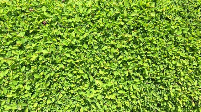 Dense green ground cover of small round ivy leaves fills entire frame outdoors in spring, slow-motion camera gently pans across the uniform lush green carpet texture.