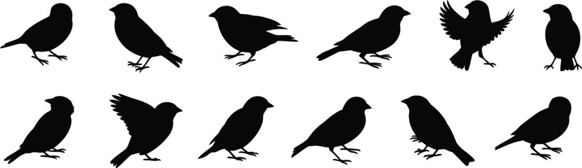 Fototapeta premium A group of small black bird silhouettes in various standing and flying poses on a plain white background