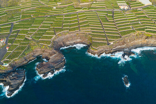 Aerial View Banana Plantations on Volcanic Lava Delta La Palma Canary Islands Spain; Industrial Agriculture Tropical Farming
