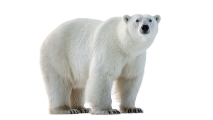 Large Adult Polar Bear Standing with Dark Paws and Furry Body © Michal