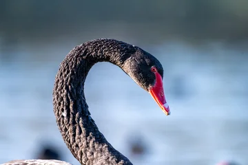 Gardinen Schwan Black swan head and neck close up with smooth background  © Tong