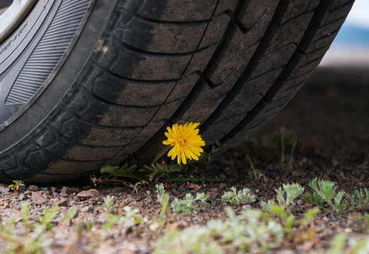 Bright yellow dandelion blooms on the dusty ground, resisting the pressure from a large parked vehicle tire