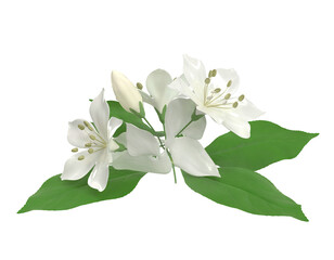Fototapeta premium White Jasmine Flowers and Buds with Green Leaves