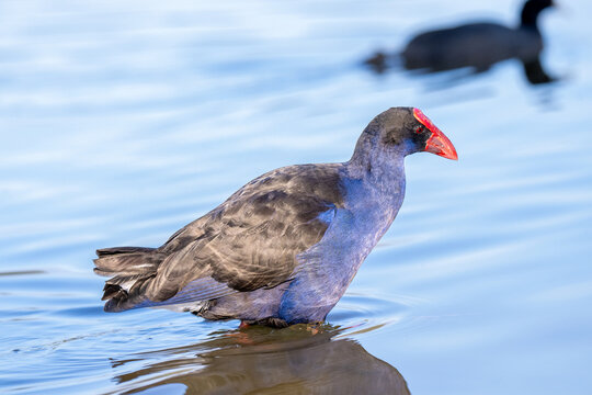 Purple swamphen walking in shallow water side view