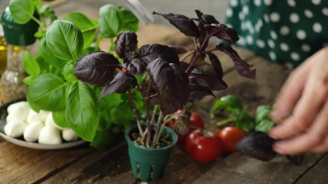 Woman cooking caprese salad. Hands cut off basil leaves
