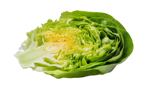 Crisp Green Butter Lettuce Head with Yellow Heart