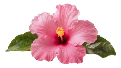 Fototapeta premium Vibrant Pink Hibiscus Flower with Green Leaves and Yellow Stamen