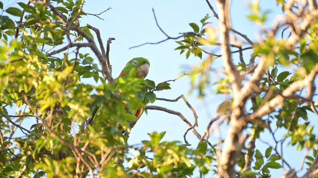 A beautiful Maritaca, (Psittacara leucophthalmus) in a jaboticaba tree in Brazil, basking in the late afternoon sun, selective focus, slow motion.