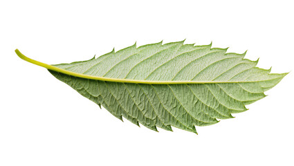 Fototapeta premium Long slender green leaf with serrated edges and visible veins