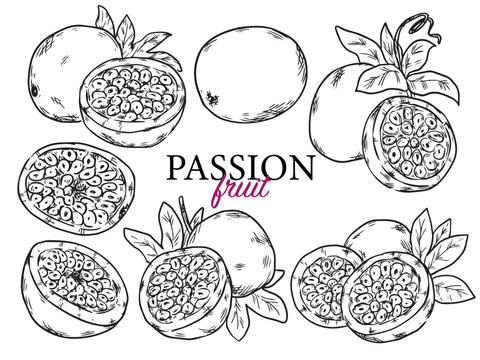 Set of hand drawn passionfruit outline drawing doodle illustration