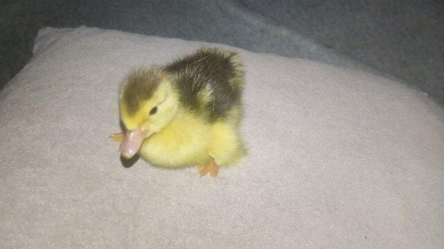 A beautiful little duck quacks with its lovely voice 
