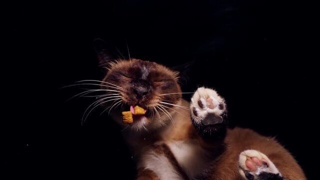 Trusting Siamese Cat Taking Dry Food from Human Hand through Transparent Glass, Bottom View in Slow Motion, Warm Domestic Interaction and Pet Care