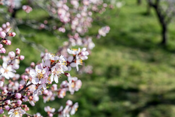 Fototapeta premium Apricot Blossom Flower with Pink Buds on Branch