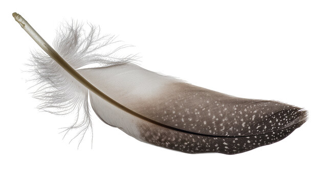 Gray speckled feather with fluffy quill and delicate barbs