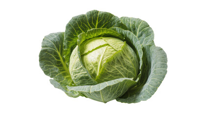 Obraz premium Green Savoy Cabbage Head with Textured Leaves and Tight Core