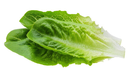 Crisp vibrant green Romaine lettuce head with ruffled edges © Miguel