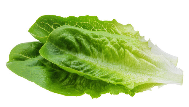 Crisp vibrant green Romaine lettuce head with ruffled edges