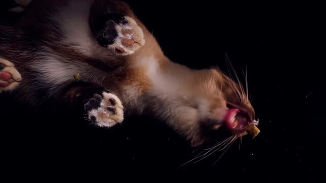 Siamese Cat Spitting Out Dry Food through Transparent Glass, Bottom View in Slow Motion, Dramatic Pet Feeding and Natural Animal Reaction