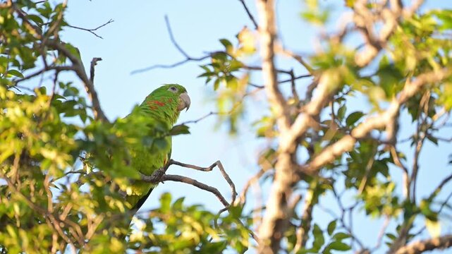 A beautiful Maritaca, (Psittacara leucophthalmus) in a jaboticaba tree in Brazil, basking in the late afternoon sun, selective focus, slow motion.