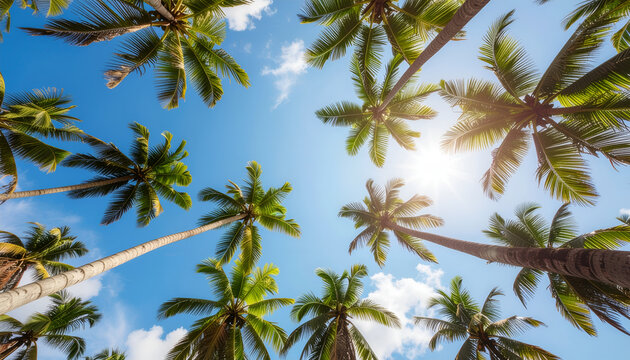 Upward view of tropical palm canopy under sun.