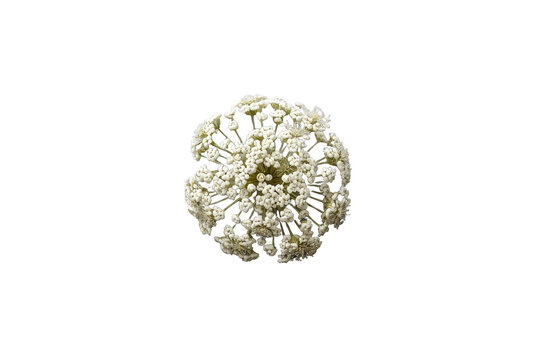 Crown of tiny white wildflowers blooming against a transparent background, queen anne's lace wild carrot botanical plant blossom