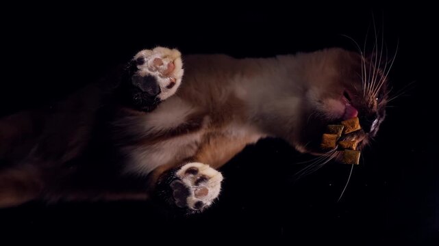 Siamese Cat Eating Dry Food from Human Hand through Transparent Glass, Bottom View in Slow Motion, Warm Pet Care and Domestic Interaction