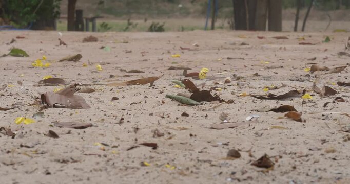 Dry leaves on the ground are blown away by the wind, storm, or gust of wind.