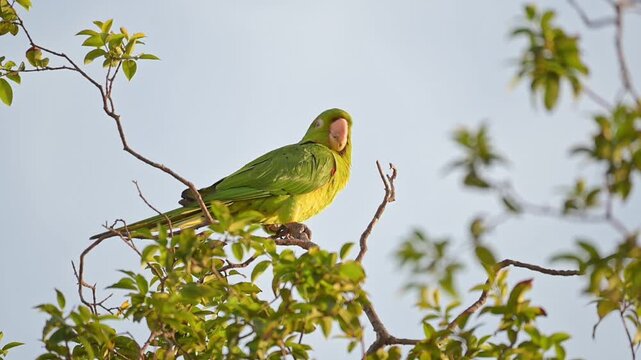 A beautiful Maritaca, (Psittacara leucophthalmus) in a jaboticaba tree in Brazil, basking in the late afternoon sun, selective focus, slow motion.