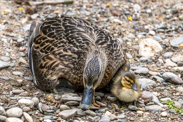 Mutter Ente mit Küken beim Mittagsschlaf © natros