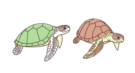 Two Turtles Side by Side Swimming. © Mbah