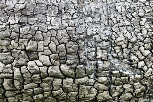 Detailed charred burnt wood bark texture background
