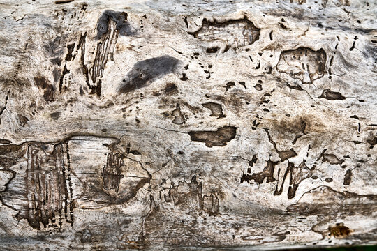 Weathered old wood bark texture with insect holes