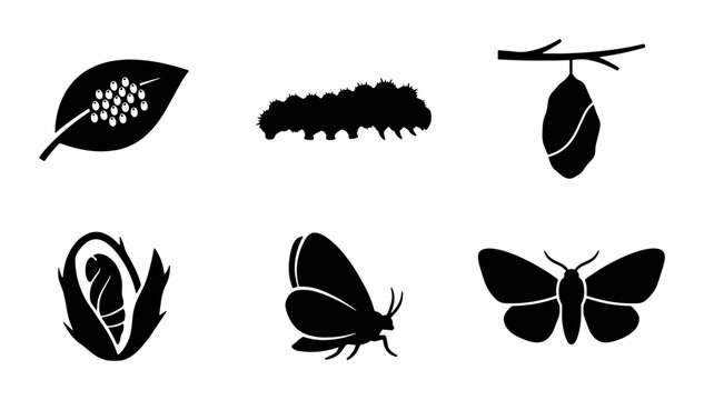 Butterfly life cycle silhouette icons, set of 6 insect metamorphosis stages, caterpillar and cocoon vector graphics, butterfly development biology symbols