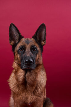 portrait of a dog on a red background